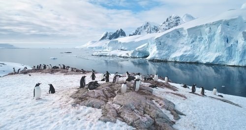 Penguins on rocks and snow in front of glaciers and icebergs