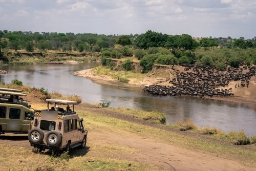 Large herd of wildebeest on a riverbank, with two safari vehicles in front